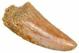 Serrated Raptor Tooth - Real Dinosaur Tooth #364839-1